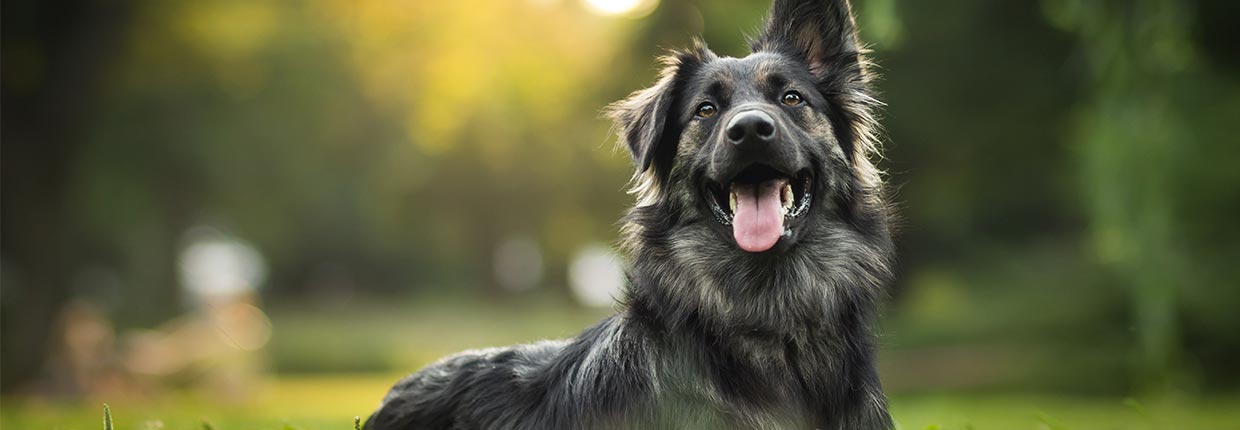 Imiona żeńskie dla psów: Najpiękniejsze imiona dla Twojej suczki