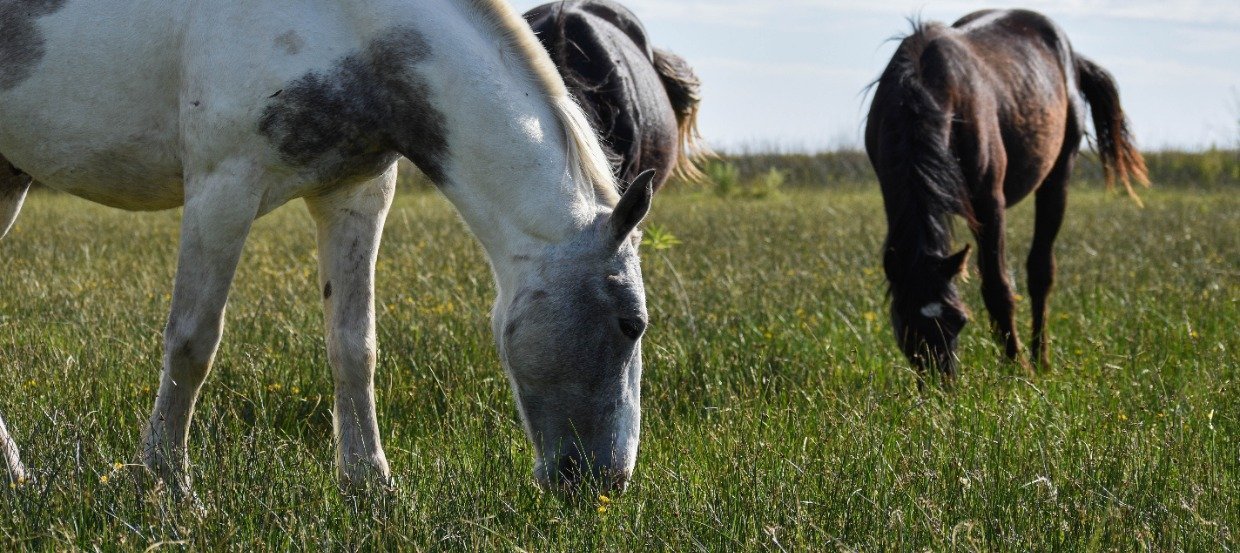 Ochwat u konia: jak rozpoznać i leczyć zapalenie kopyt?