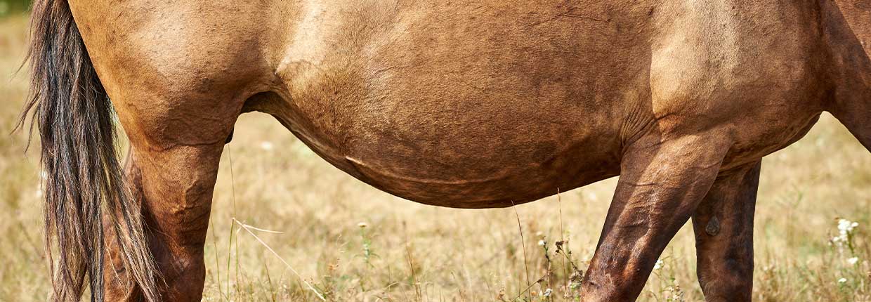 Zdrowie w żłobie: jak radzić sobie z problemami układu pokarmowego u konia