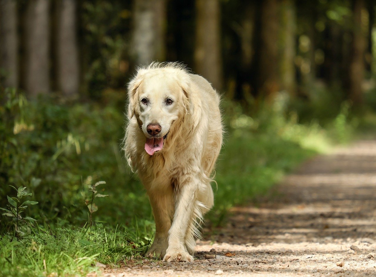 Jasny retriever na leśnej drodze