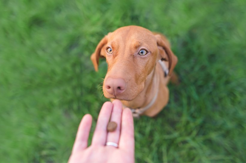 Der Mann gibt dem Hund eine Krokette Trockenfutter als Leckerli auf grünem Gras