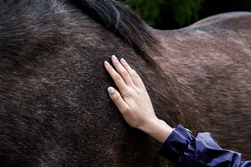 Eine Hand steichelt Pferdefell